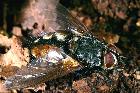 Echinomyia (Tachina) fera #1605